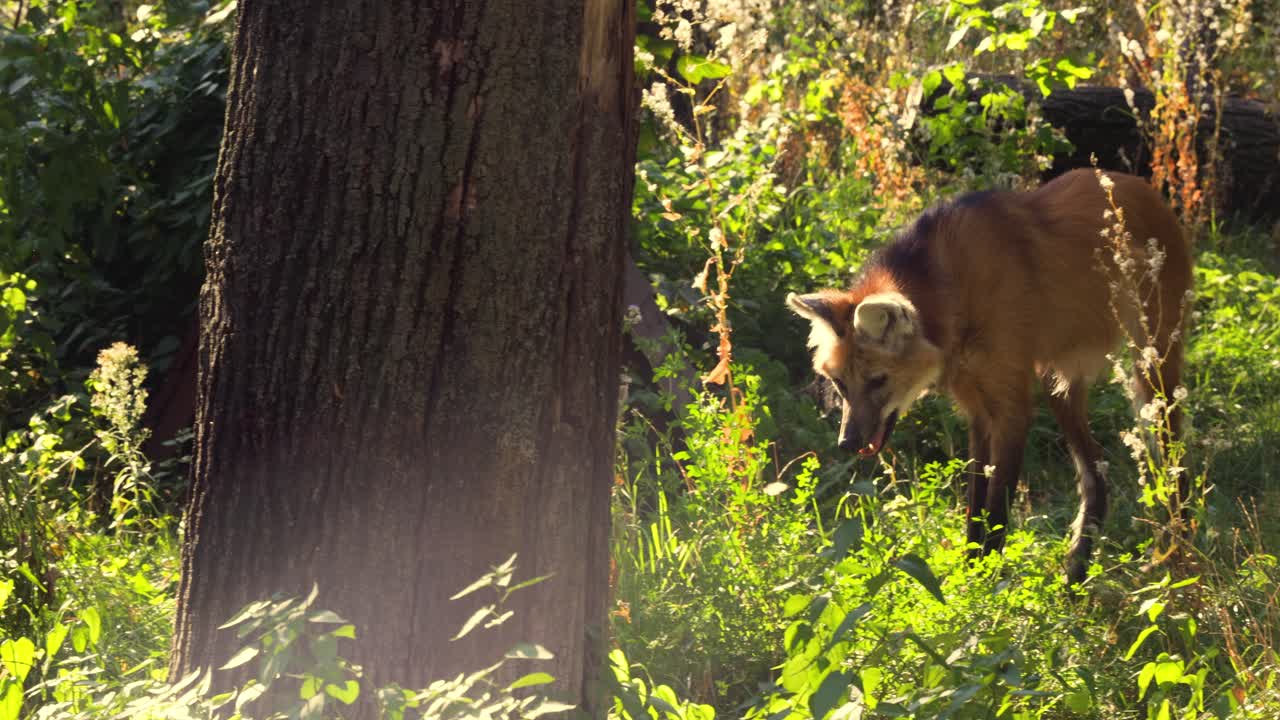 Maned Wolf in forest. The maned wolf (Chrysocyon brachyurus) is a large canine of South America.
