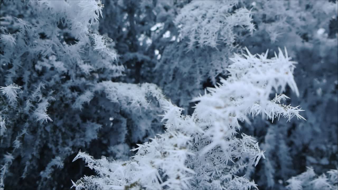 Close up or close up footage rolling and turning around a white fluffy snow and ice covered pine or a spruce tree branch during a very cold winter day. The snow is frosty and looks like needles.