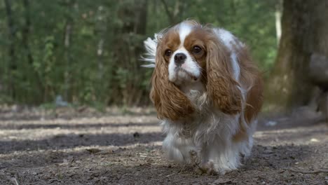 cavalier king charles spaniel. shot on super slow motion camera 1000 fps.