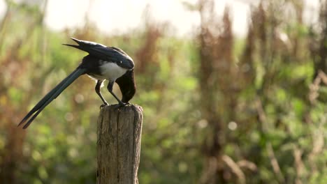 Primer-Plano-Estático-De-Una-Urraca-Comiendo-Algo-Fibroso-De-Un-Poste-De-Madera-En-El-Bosque-En-Un-Día-Soleado,-Cámara-Lenta