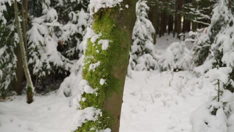 Close-up-shot-of-a-coniferous-tree-stem-covered-with-white-snow-along-with-snow-covered-forest-floor-in-the-background-at-daytime