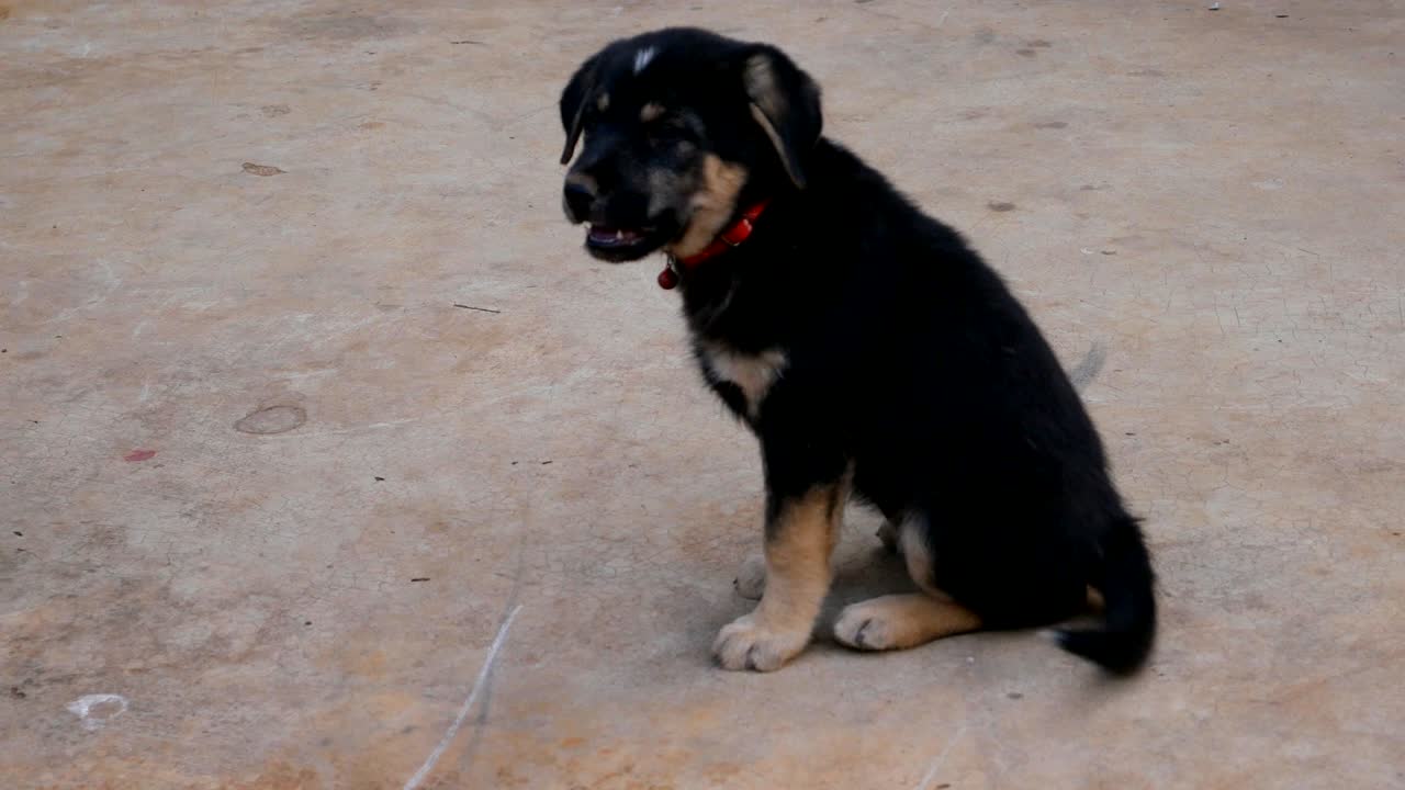 perro cachorro sonriente sentado en el porche delantero