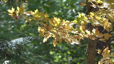 a branch of colored autumn leaves in the forest