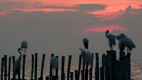 The-Great-Egret,-also-known-as-the-Common-Egret-or-the-Large-Egret