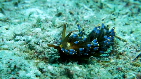 trinchesia yamasui meeresschnecke mit weicher cerata kriecht schnell über sand