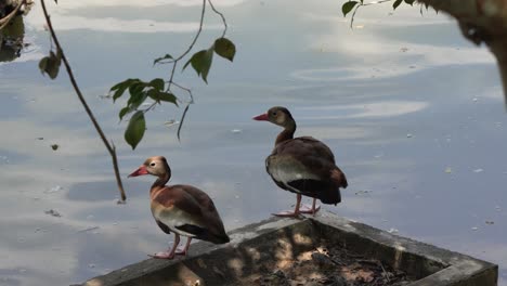 two ducks sitting next to pond on cement wall