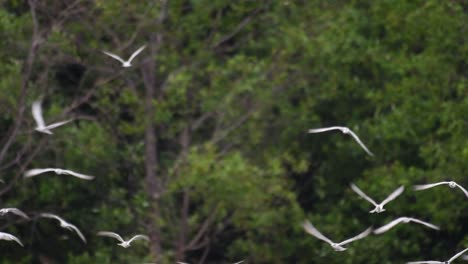 Seeschwalben-Sind-Seevögel,-Die-Auf-Der-Ganzen-Welt-Im-Meer,-In-Flüssen-Und-Anderen-Größeren-Gewässern-Zu-Finden-Sind