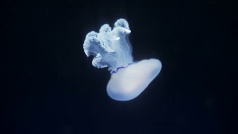 acuario 17