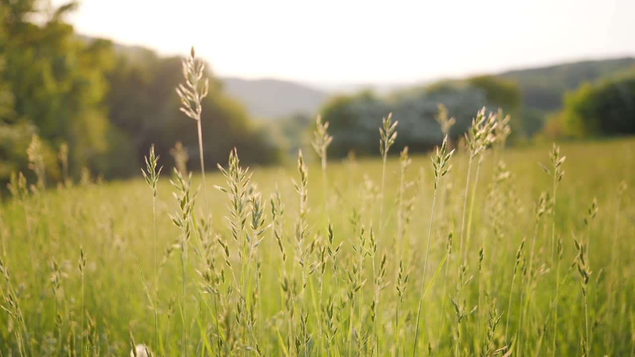 toma panorámica lenta del campo de hierba en la tarde de verano con una suave brisa toma detallada con fondo borroso