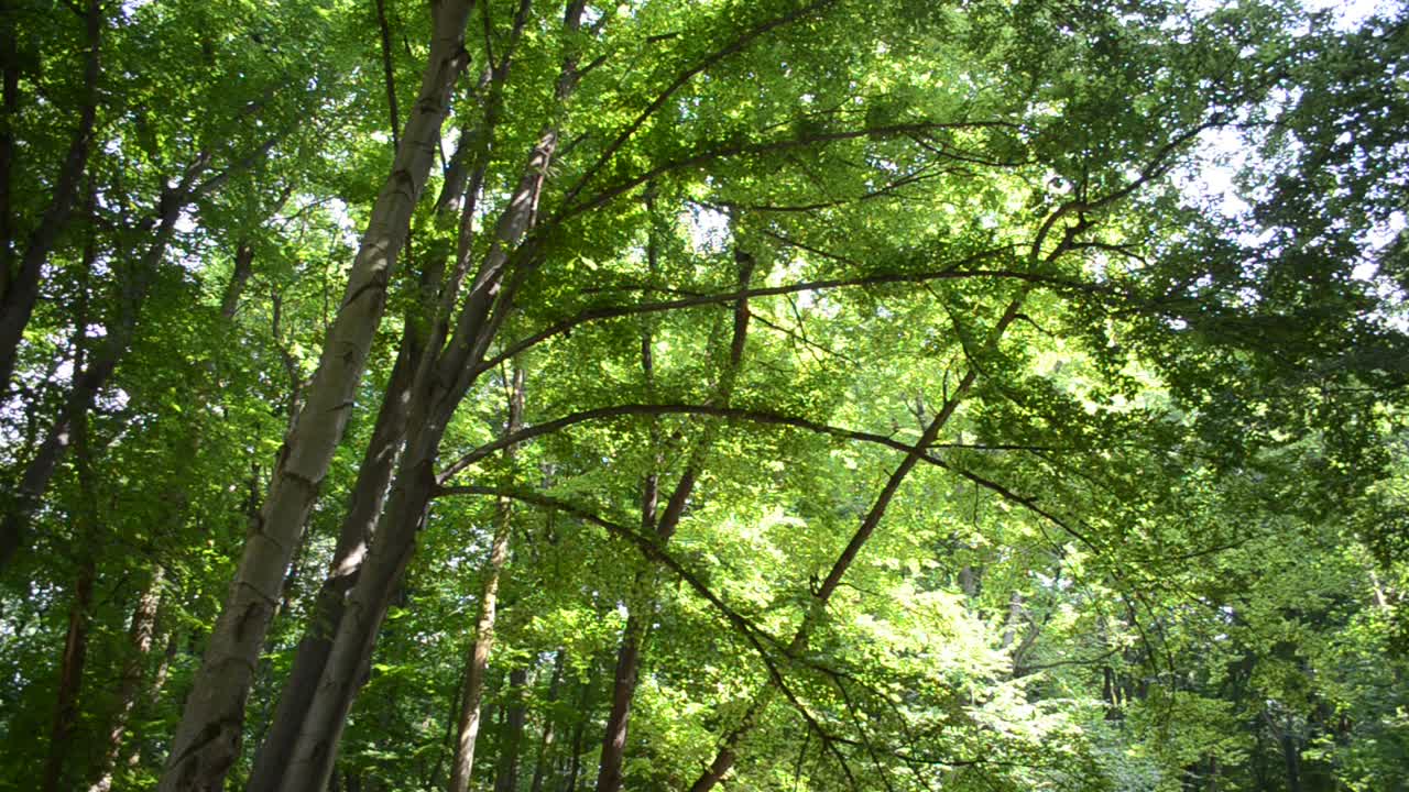 高木景觀，拍攝進行中