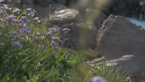 flowers at seaside shallow depth of field breaking waves