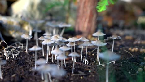 setas de tinta en el suelo del bosque