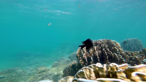 Underwater-shot-of-various-tropical-fish-swimming-in-the-ocean-next-to-coral-reef