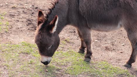 un burro pastando en el césped en melbourne