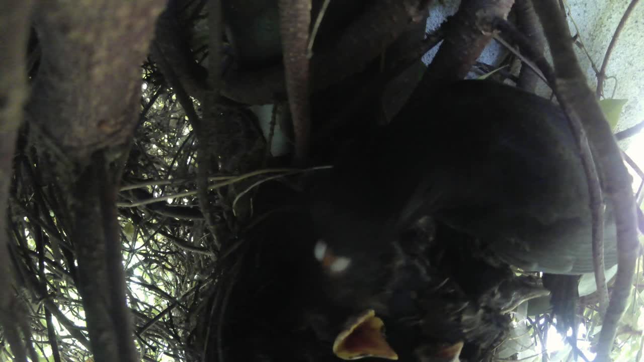 Female Common Blackbird (Turdus merula) feeding her chicks and eating a fecal sac to keep the nest clean, avian nesting behavior