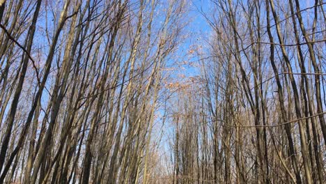 Wandern-Auf-Einer-Forststraße,-Vorfrühlingssaison