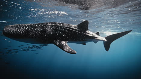 Magnífico-ángulo-Bajo-Mirando-Hacia-Arriba-Del-Tiburón-Ballena-En-Cámara-Lenta-Rodando-Por-La-Superficie-Bajo-El-Agua.