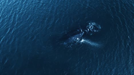 cría de ballena golpeando su aleta pectoral contra la superficie del mar - toma aérea a cámara lenta