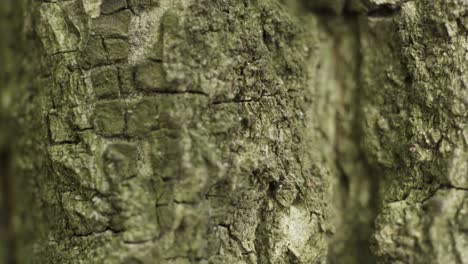 close-up of tree bark texture