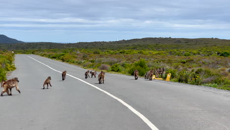 Paquete-Familiar-De-Monos-Buscando-Problemas-En-La-Carretera-Cabo-De-Buena-Esperanza-Punto-Más-Al-Sur-Sudáfrica-Ciudad-Del-Cabo-Vida-Silvestre-A-Lo-Largo-De-La-Carretera-Lentamente-Hacia-Adelante-Movimiento-En-Cámara-Lenta