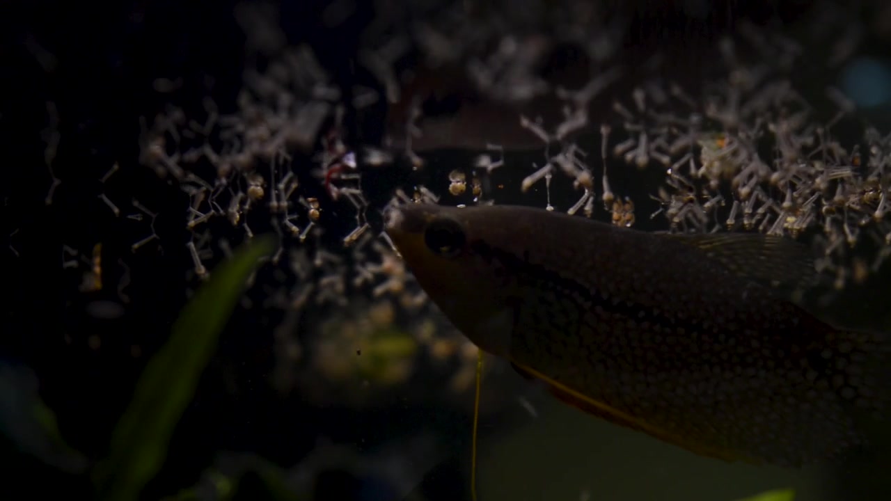 Mückenlarven fressender Fisch