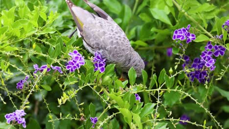 bird interacts with and feeds on garden flowers