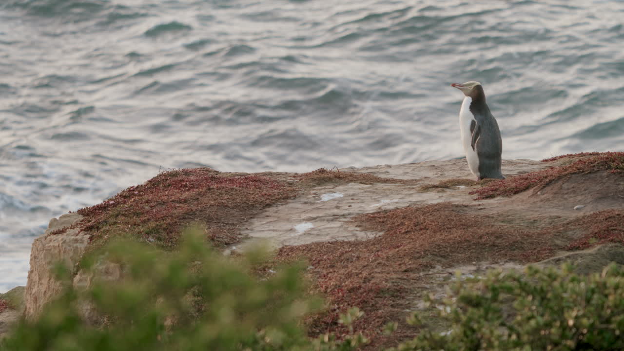 pingüino de ojos amarillos de pie junto al océano en katiki point, nueva zelanda - ancho