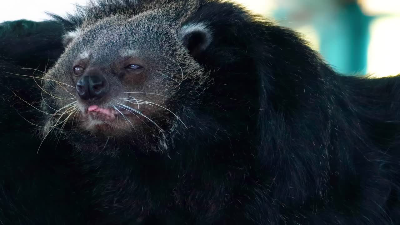 Detailed view of binturong faces showcasing their unique whiskers and expressions in a natural setting.