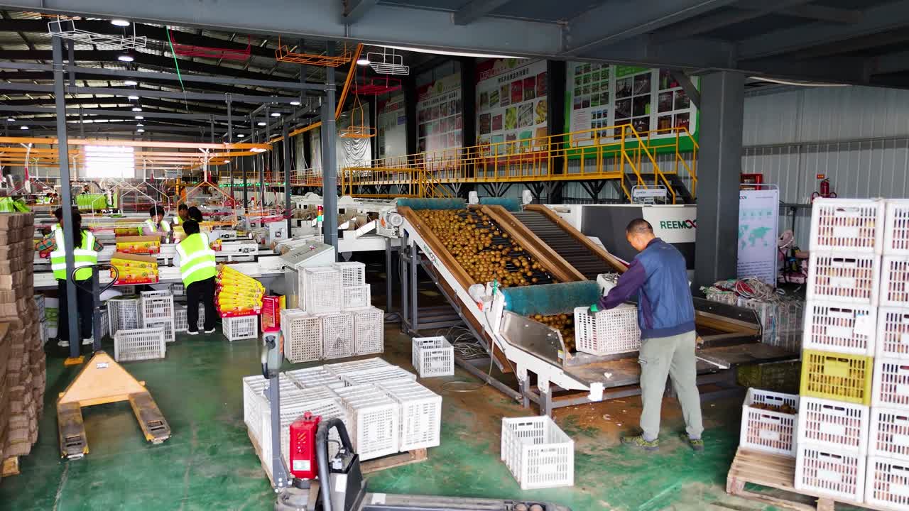 Worker processing kiwi inside a factory in Shaanxi Province, China, highlighting fruit's efficient handling and preparation in a modern agricultural facility.