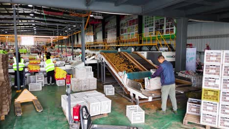 worker processing kiwi inside a factory in shaanxi province, china, highlighting fruit's efficient handling and preparation in a modern agricultural facility.