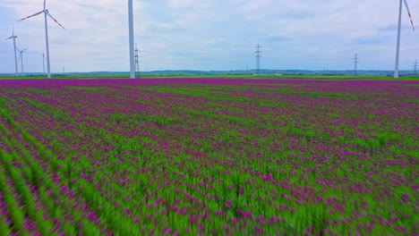 Fly-Over-Fields-Of-Blooming-Poppy-Flowers-With-Wind-Turbines-In-A-Farmland