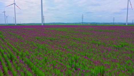 volar sobre campos de flores de amapola florecientes con turbinas de viento en una tierra de cultivo