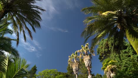 view of the tropical palm trees and blue sky