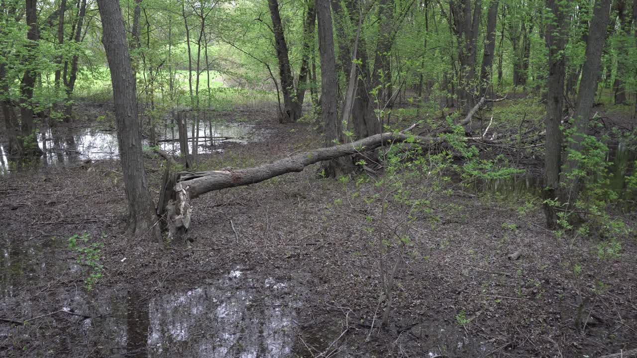 Un albero spezzato è caduto al centro della scena cinematografica, tra molti alberi con foglie verdi e con un po' d'acqua sul terreno.