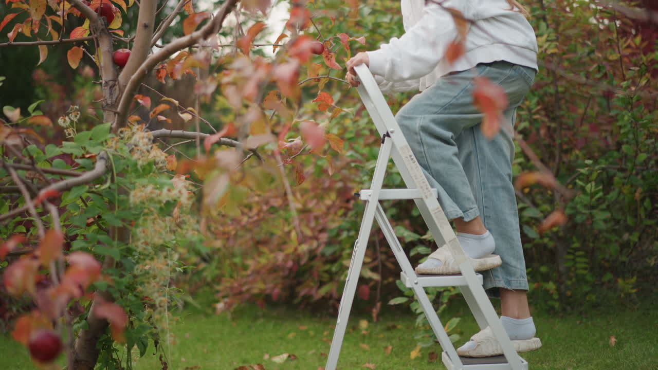 Woman climbing ladder picking apples in backyard orchard wearing jeans and sneakers, carrying red bucket, gentle sunlight, peaceful slow cinematic movement, home gardener carefully selecting ripe