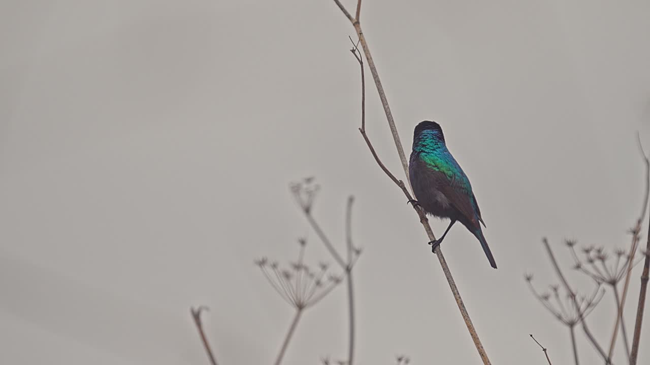 Sunbird perching on a branch