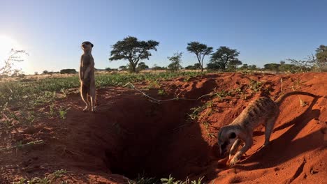 a suricate meerkat standing upright at the burrow early morning looking around while another one digs in the red kalahari sand next to him