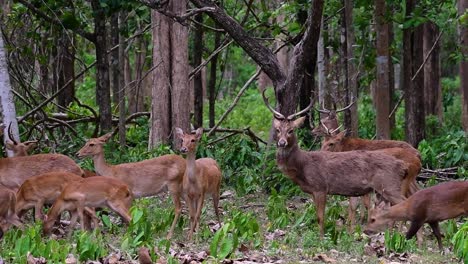 the eld's deer is an endangered species due to habitat loss and hunting