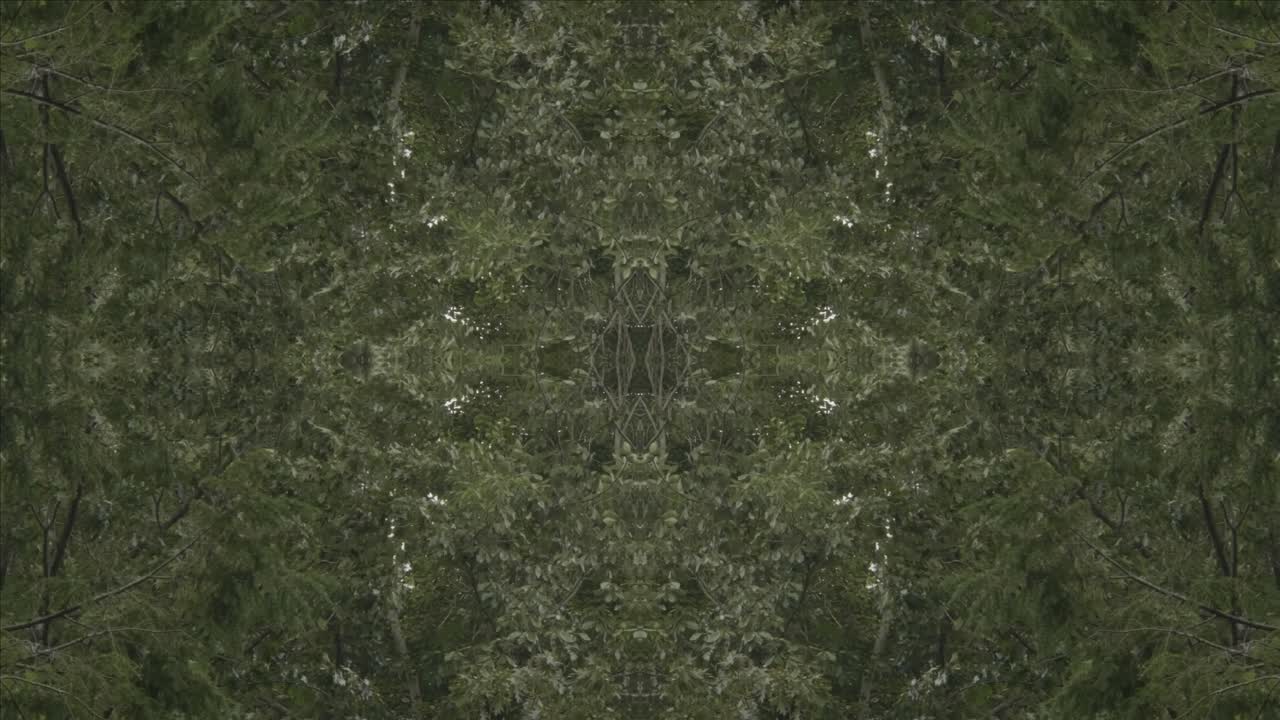 caleidoscopio de vegetación usando imágenes de bosque de wissahickon creek, philadelphia, #6