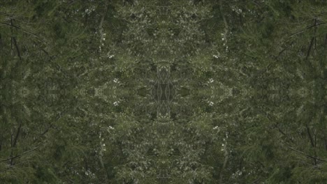 greenery kaleidoscope using forest imagery from wissahickon creek, philadelphia, #6