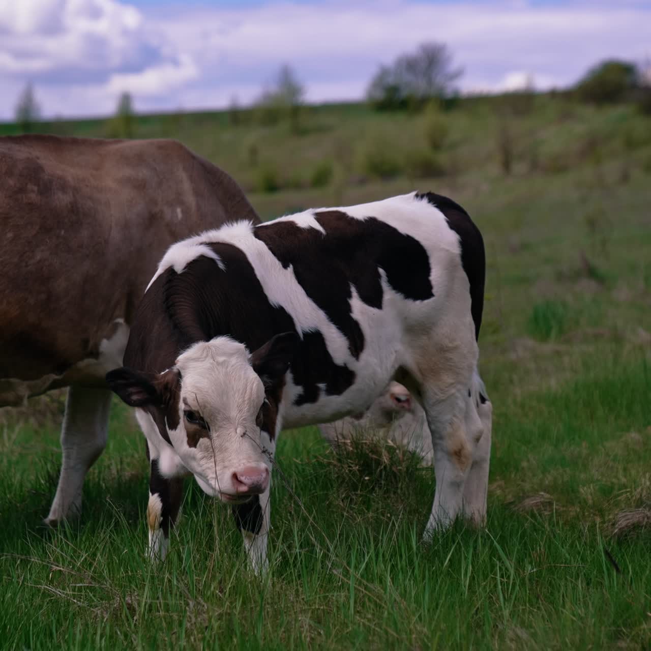 Milking cow and a little calf grazing. Cows on pasture. Beautiful black and white calf eating grass next to brown cow on a meadow