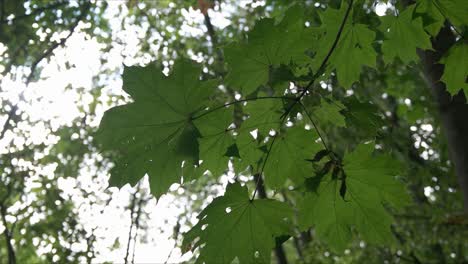 día de cumpleaños y flores en el bosque