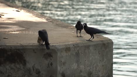 a crow is bite the paper and fly towards partner