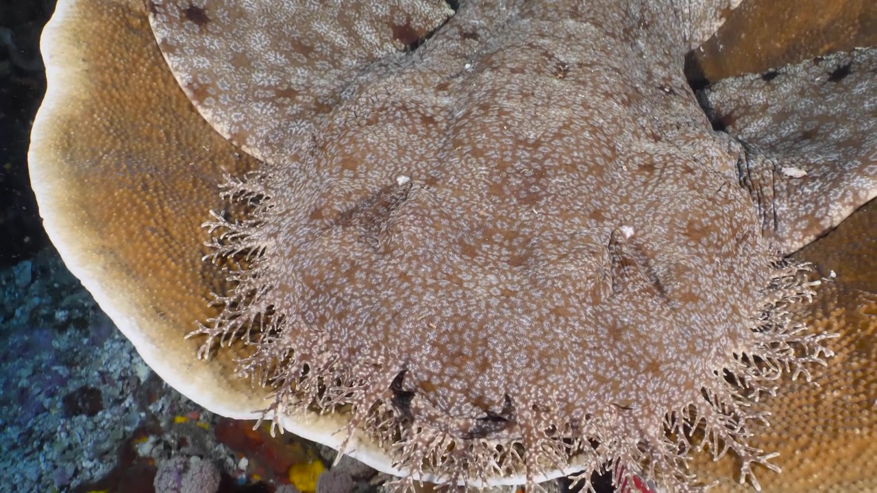 Primo piano di uno squalo tappeto wobbegong che dorme su un letto di corallo. La telecamera si muove lentamente verso l'alto mostrando la bocca e i tipici barbigli dello squalo.