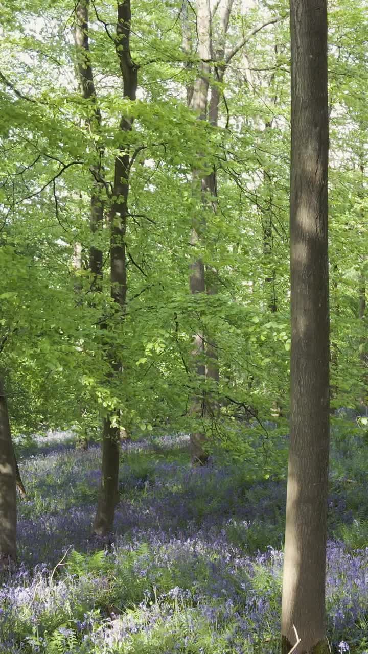 Vertical Video Drone Shot Woodland Bluebells Growing In UK Countryside 1