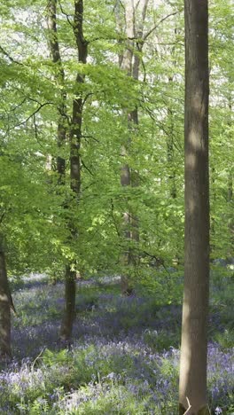 Vertical-Video-Drone-Shot-Woodland-Bluebells-Growing-In-UK-Countryside-1