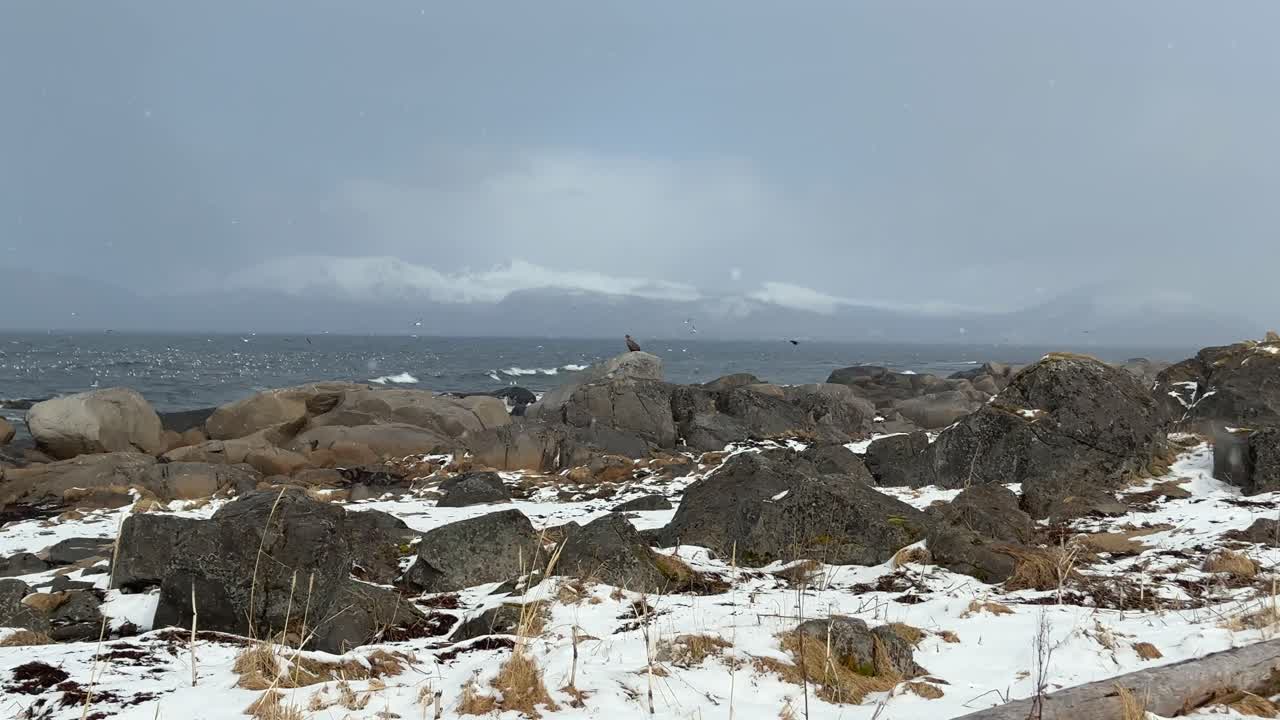 панорамный снимок орла, наблюдающего за чайками в поисках пищи, сидящего на камне на берегу зимой