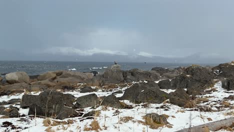 panning shot of an eagle overlooking seagulls for food, sitting on a stone along the shore during winter