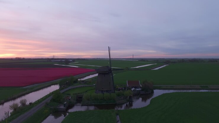 Vista a volo d'uccello di campi di tulipani e mulino a vento all'alba, Paesi Bassi