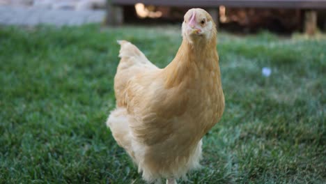 Here-we-have-some-beautiful-red-hen-chickens-just-eating-and-wandering-around-the-backyard-garden